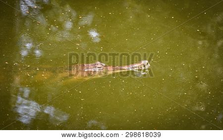 Gavial Crocodile Or The Gharial Floating On Water Pond Nature - Selective Focus