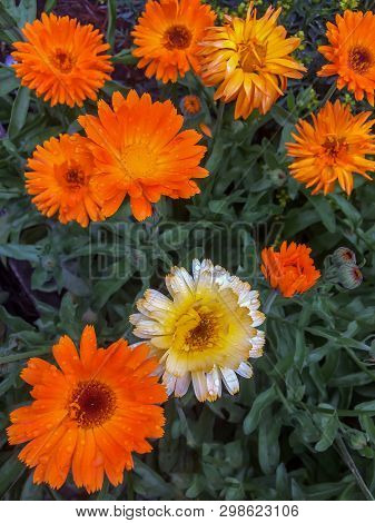 Garden Flowers. Blossom Orange Marigold After Rain