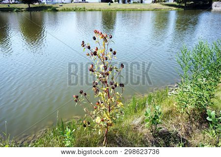Flowers Transform Into Seed Pods On Halberd-leaved Rose Mallow Plants (hibiscus Laevis) Next To A Sm