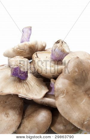 Dřevo Blewits.