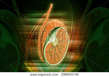 3d Rendered Cross Section Of Testicles Isolated On Color Background
