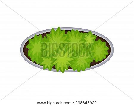 Oval Flower Bed. View From Above. Vector Illustration.