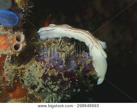 Closeup With Nudibranch Chromodorididae Hypselodoris Emma During Leisure Dive In Sabah, Borneo.