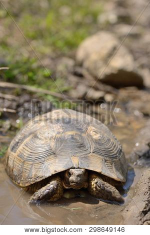 Turtle In Natural Habitat In Macin, Romania