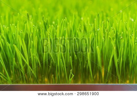 Fresh Wheatgrass Plant Organic For Squeeze Juice, Nutritious Homegrown Wheatgrass, Green Wheat Sprou