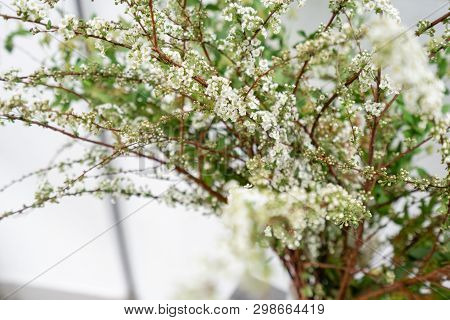 Blooming Spirea, Snow White. Close-up Of White Spirea Blossoms With Select Focus And Blurry Backgrou
