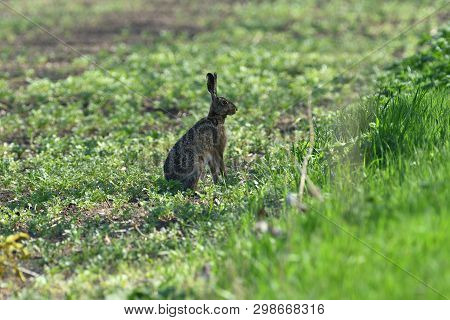Portrait Of Brown Hare Wildlife On The Meadow Field