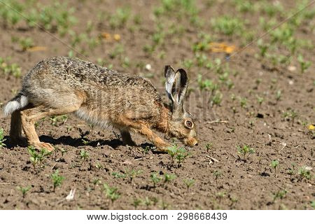 Portrait Of Brown Hare Wildlife On The Meadow Field