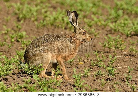 Portrait Of Brown Hare Wildlife On The Meadow Field