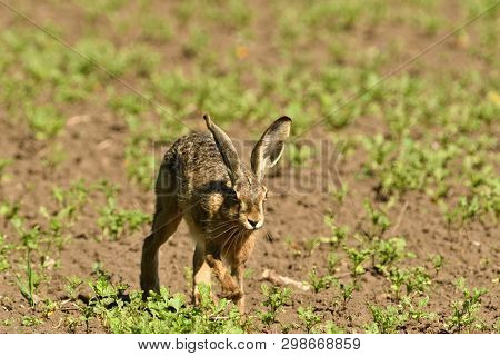 Portrait Of Brown Hare Wildlife On The Meadow Field