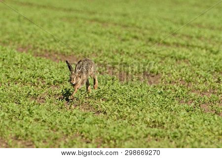 Wild Brown Hare Runs Along A Farm Meadow In The Spring