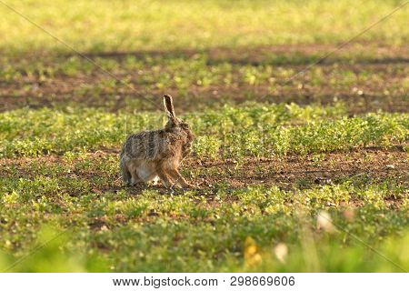Wild Brown Hare Runs Along A Farm Meadow In The Spring
