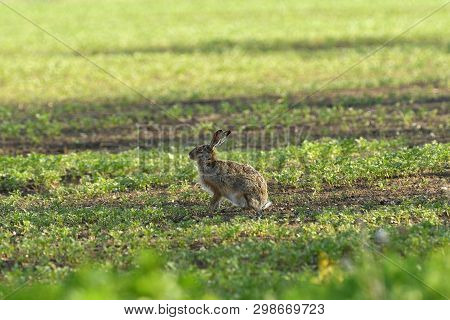 Portrait Of Brown Hare Wildlife On The Meadow Field