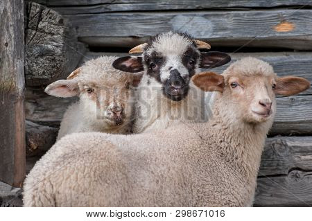 Group Of Scared Young Sheeps Close Up Shot On Natural Light.