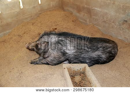 Agriculture Animal Husbandry Of Thailand Countryside, Natural Pig Farming, A Pig Hole Breastfed