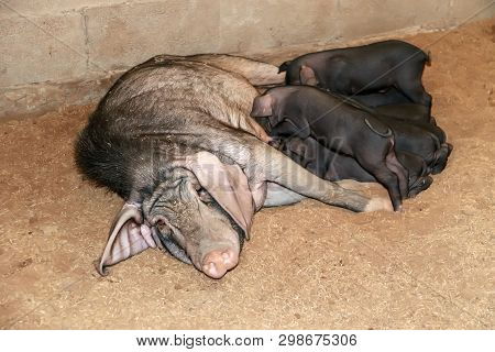Agriculture Animal Husbandry Of Thailand Countryside, Natural Pig Farming, A Pig Hole Breastfed