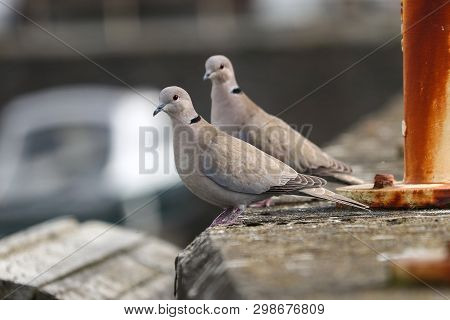 A Pair Of Collared Doves On A Concrete Wall Above A Boatyard