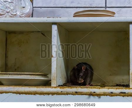 Animal Plague In A Old Dirty Kitchen, Rat And Mouse Pests, Common Home Problems