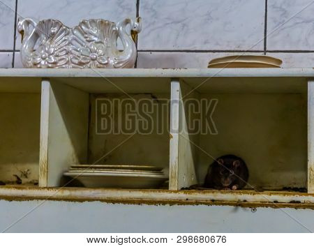Rat And Mouse Plagues, Animal Pest In A Dirty Kitchen, Common House Problems