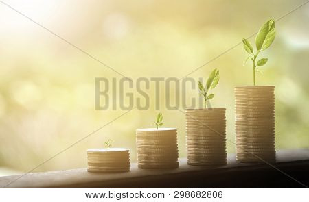 Tree Growing On Coins Stack. Growing Money Coins Stack. Business Finance And Money Concept.