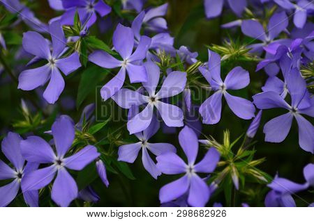 Beautiful Blue Flowers Phlox Splayed In The Garden