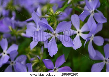 Beautiful Blue Flowers Phlox Splayed In The Garden