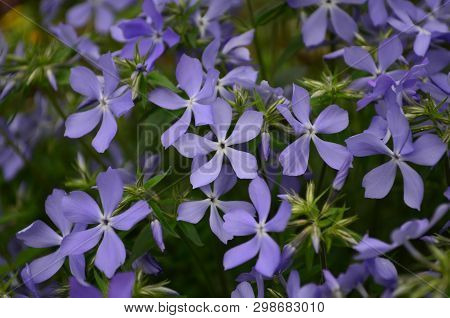 Beautiful Blue Flowers Phlox Splayed In The Garden