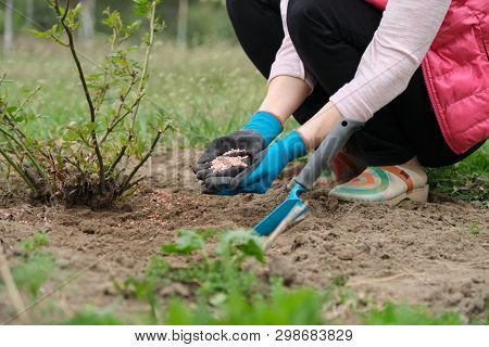 Mineral Chemical Granulated Fertilizer In Hands Of Woman Working In Spring Garden, Close-up Rose Bus