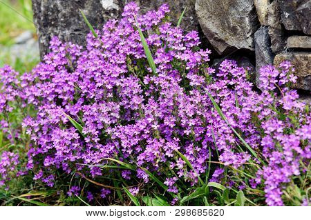 Fairy Foxglove, Starflower (erinus Alpinus) - Native Flowers In Ireland, Europe
