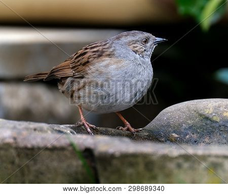 Dunnock On Water Bath In Urban House Garden.