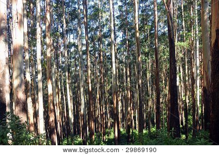 Eukalyptus-Bäume