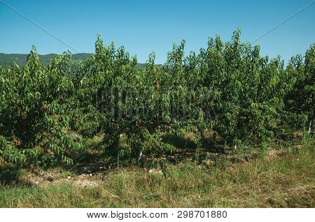 Orchard With Peach Trees Laden With Ripe Fruits