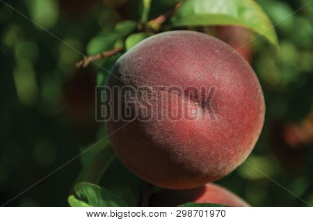 Close-up Of Red Ripe Peach Stuck To Leafy Branch