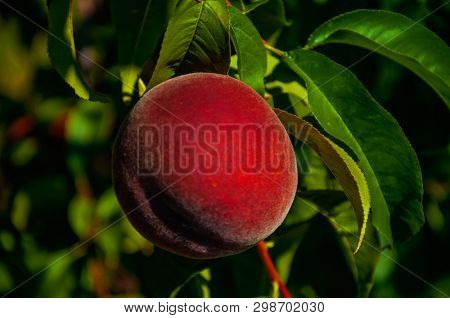 Close-up Of Red Ripe Peach Stuck To Leafy Branch On A Sunny Day In Small Farm Near Belmonte. A Cute 