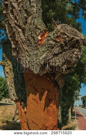 Close-up Of Cork Tree Trunk, Very Common In Portugal, With The Bark Removed To Produce Corks, At Ser