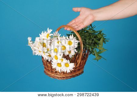 Сhamomile Flowers In The Wicker Basket In Hand On Blue Background