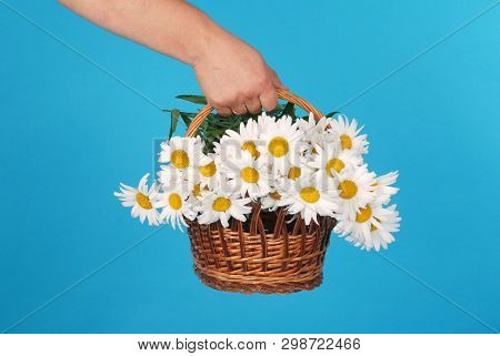 Сhamomile Flowers In The Wicker Basket In Hand On Blue Background