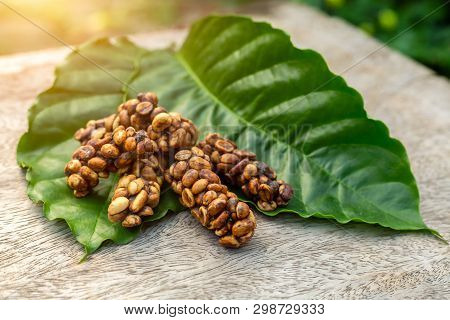 Kopi Luwak Or Civet Coffee On The Coffee Leaf, Is One Of The World's Most Expensive And Low-producti