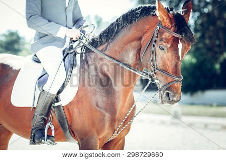 Close Up Of A Beautiful Graceful Horse