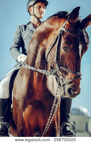 Selective Focus Of A Beautiful Nice Graceful Horse