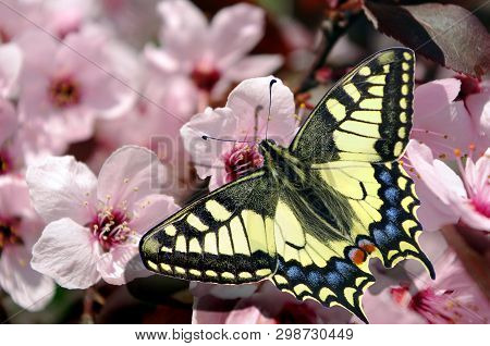 Beautiful Butterfly Machaon On A Branch Of Cherry Blossoms. Beautiful Pink Cherry Blossoms With Butt
