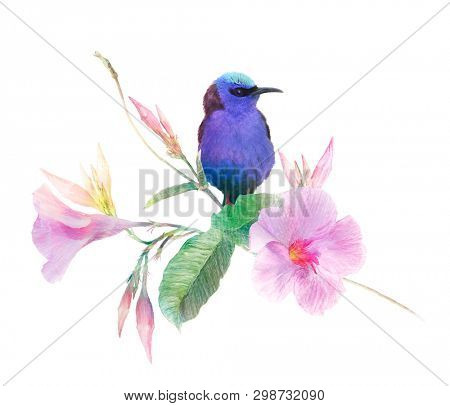 Red Legged Honeycreeper bird on Pink Dipladenia flowers isolated on white background.Digital watercolor painting.