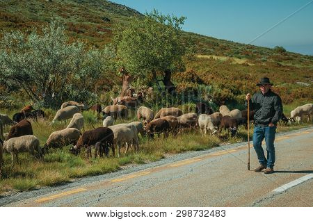 Shepherd With Flock Of Goats Grazing Beside Road