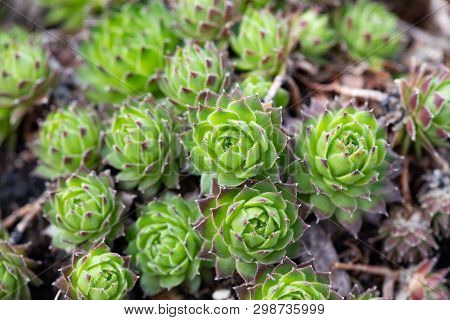Flora Common Plant Succulent Garden Hen And Chicks Crassulaceae Spring Bloom