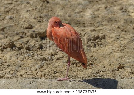 Scarlet Ibis, Eudocimus Ruber Is At The Lake. Nature Landscape. Birds Watching