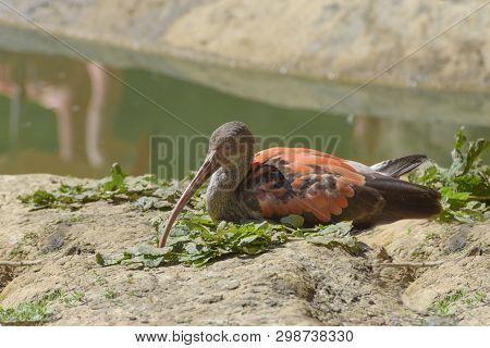 Glossy Ibis, Plegadis Falcinellus, A Wading Bird Is At The Lake. Close Up. Nature Landscape. Birds W