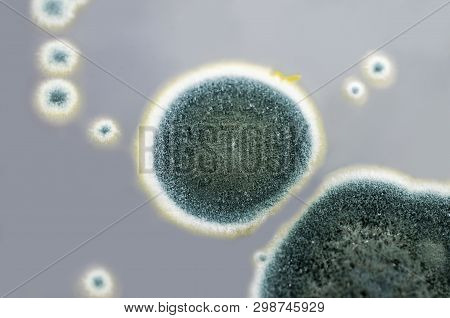 Colonies Of Penicillium Fungi Grown On Sabouraud Dextrose Agar. Penicillium Is A Mold Fungus That Ca
