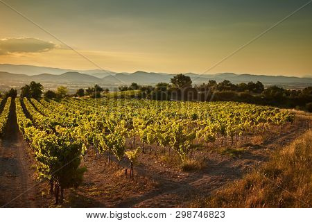Vineyard At Sunset. A Plantation Of Grapevines. Hilly Mediterranean Landscape, South France, Europe