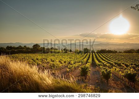 Vineyard At Sunset. A Plantation Of Grapevines. Hilly Mediterranean Landscape, South France, Europe