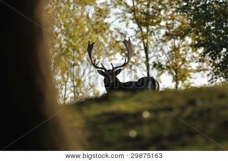 Dådyr i efteråret forrest